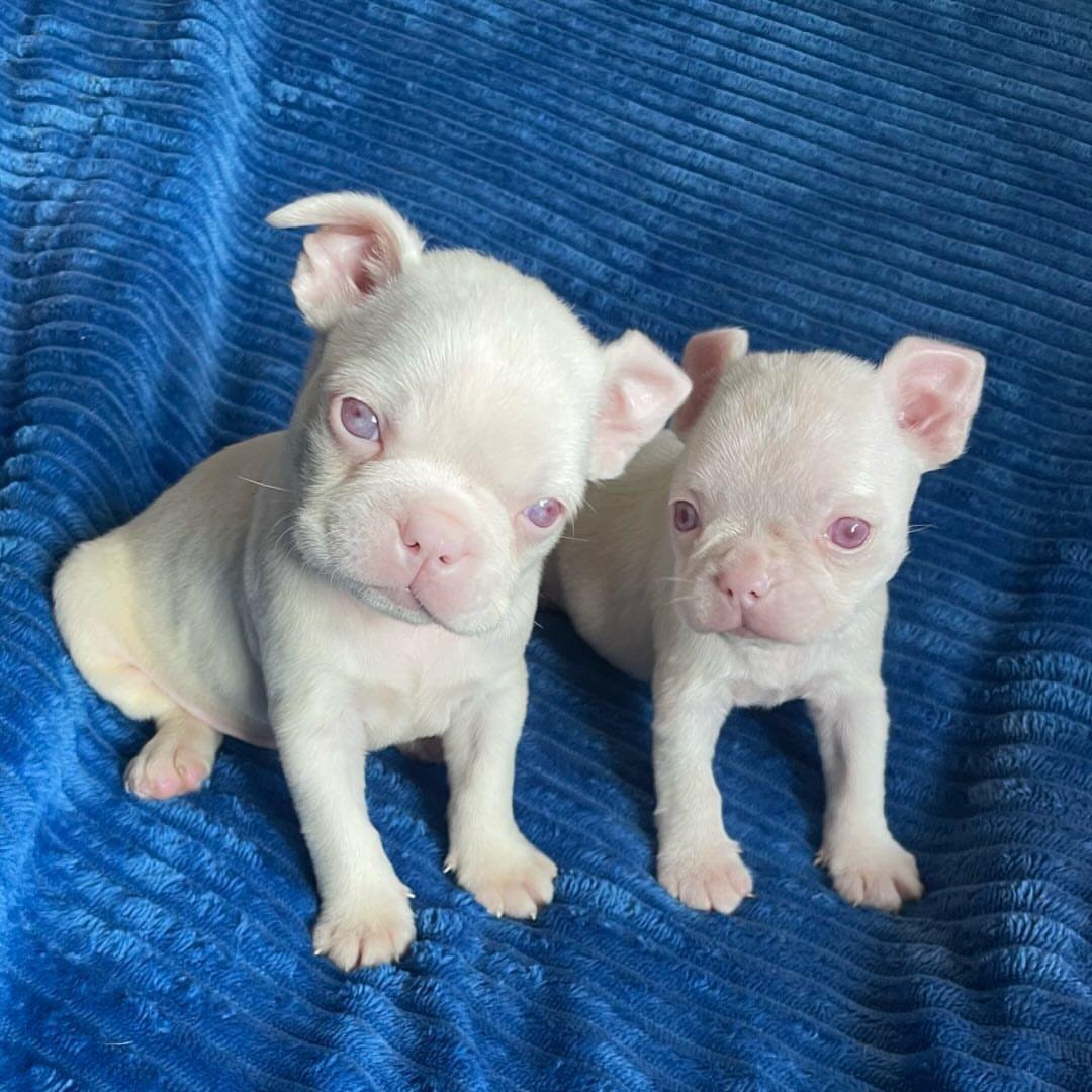 WhatsApp Image 2026-03-04 at 7.39.35 PM (4)